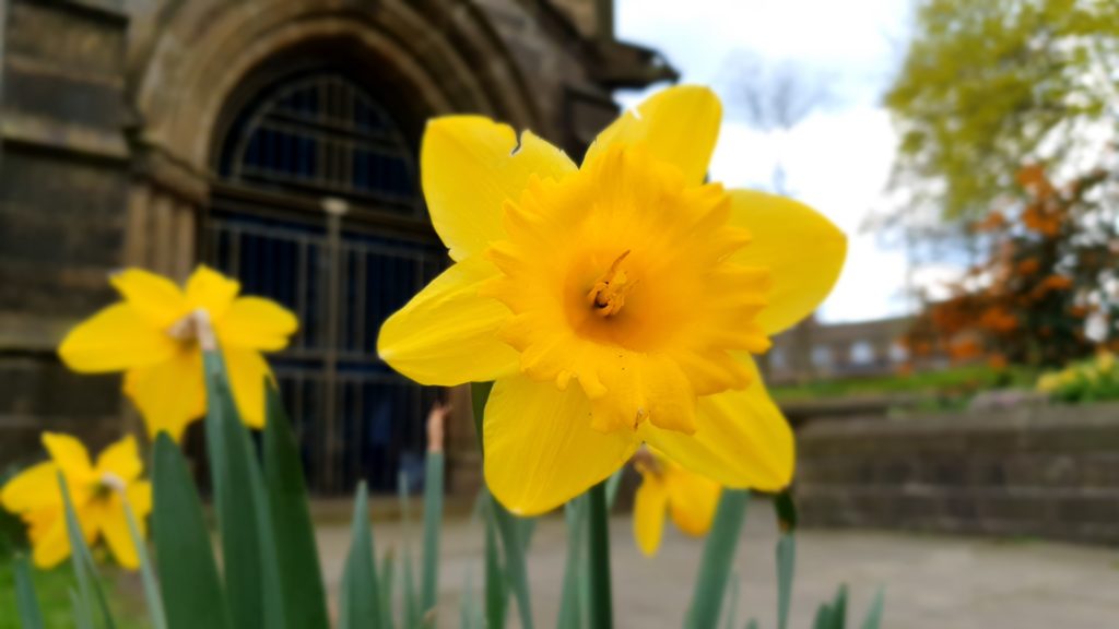 Daffodil near the door of St Peters church