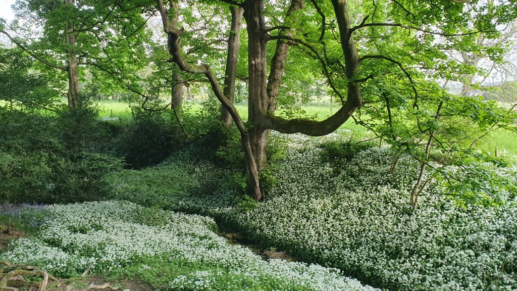 Church Wood in bloom