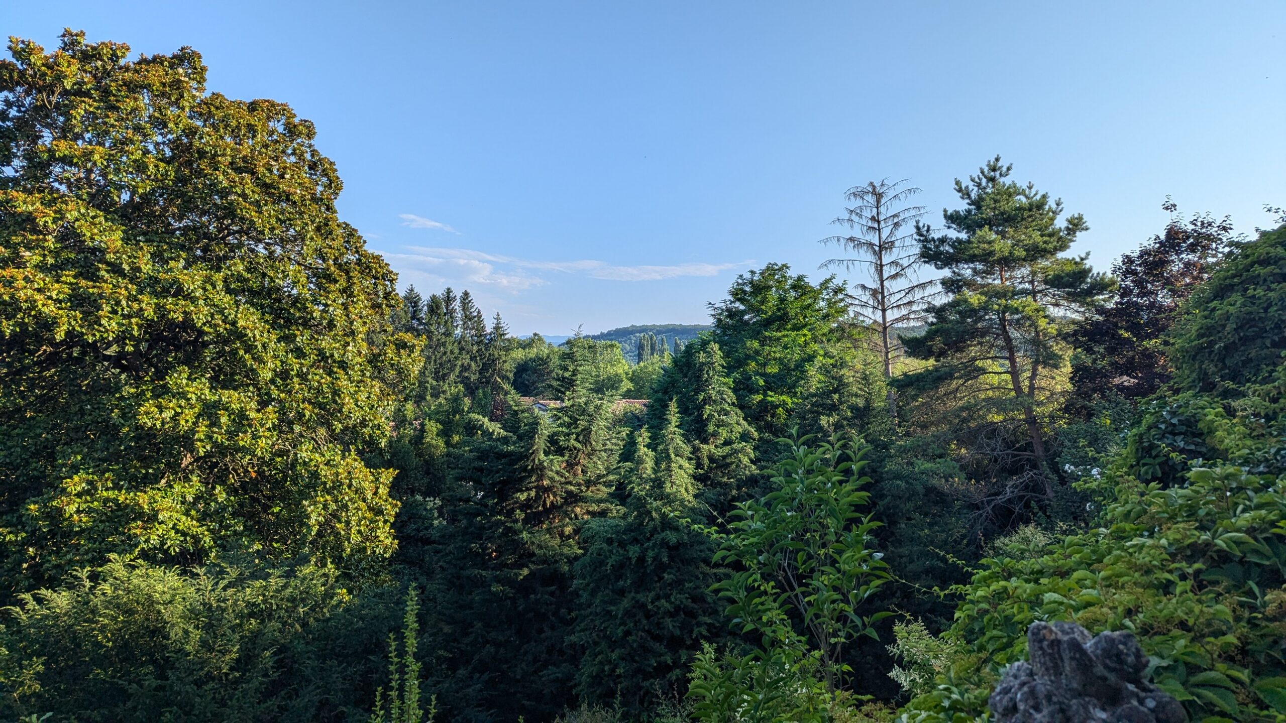 Several types of lush green trees set against a blue sky.